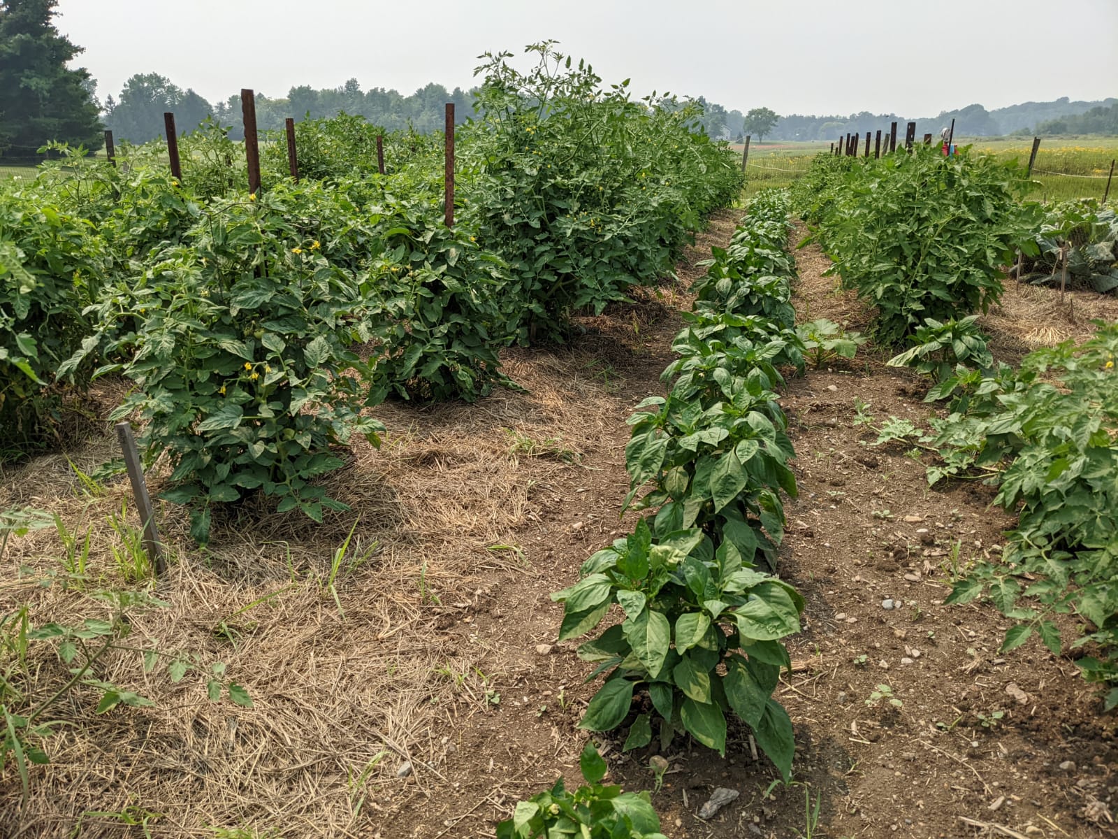 Rows of Vegetables