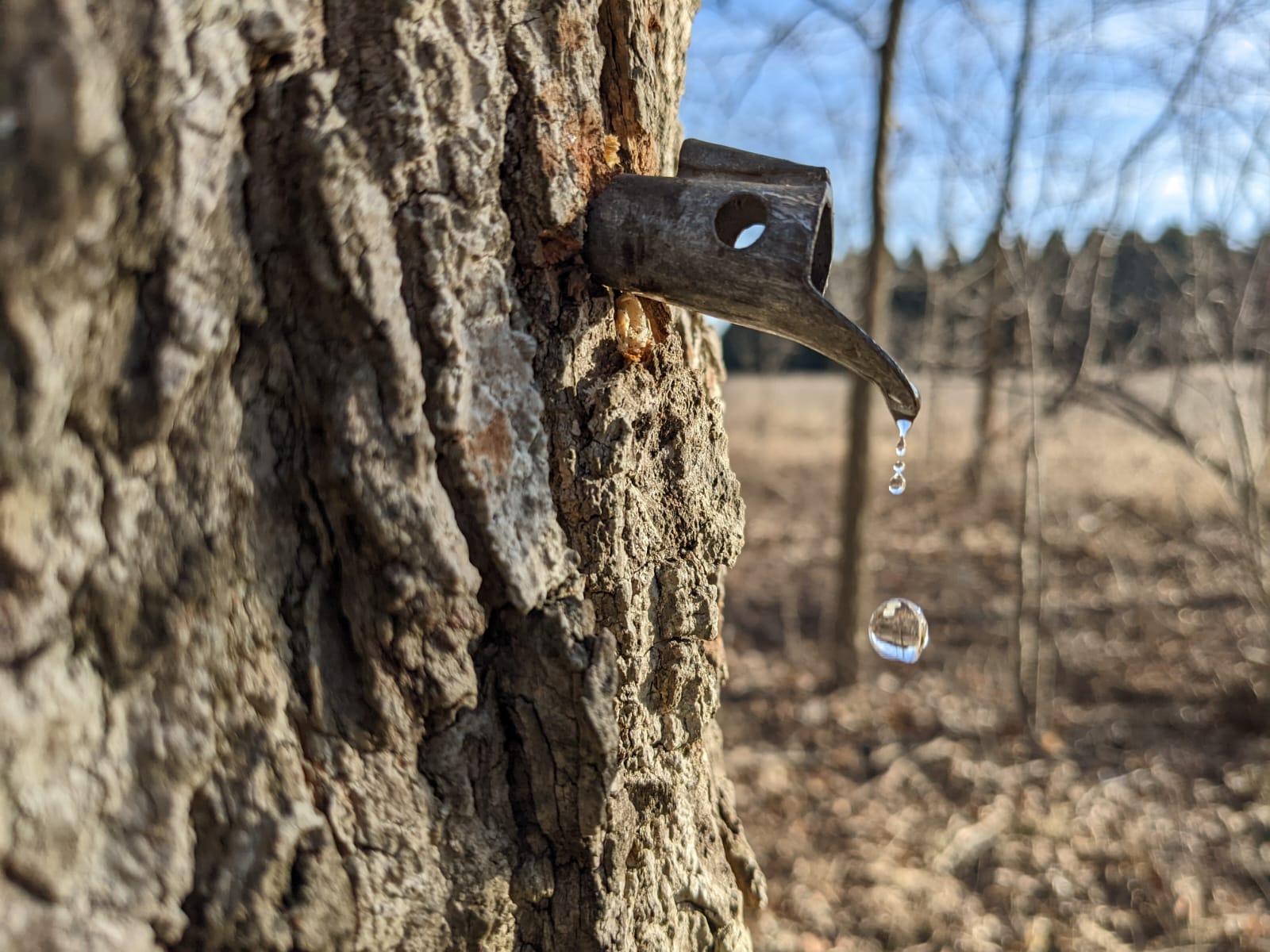 Sap Drip
