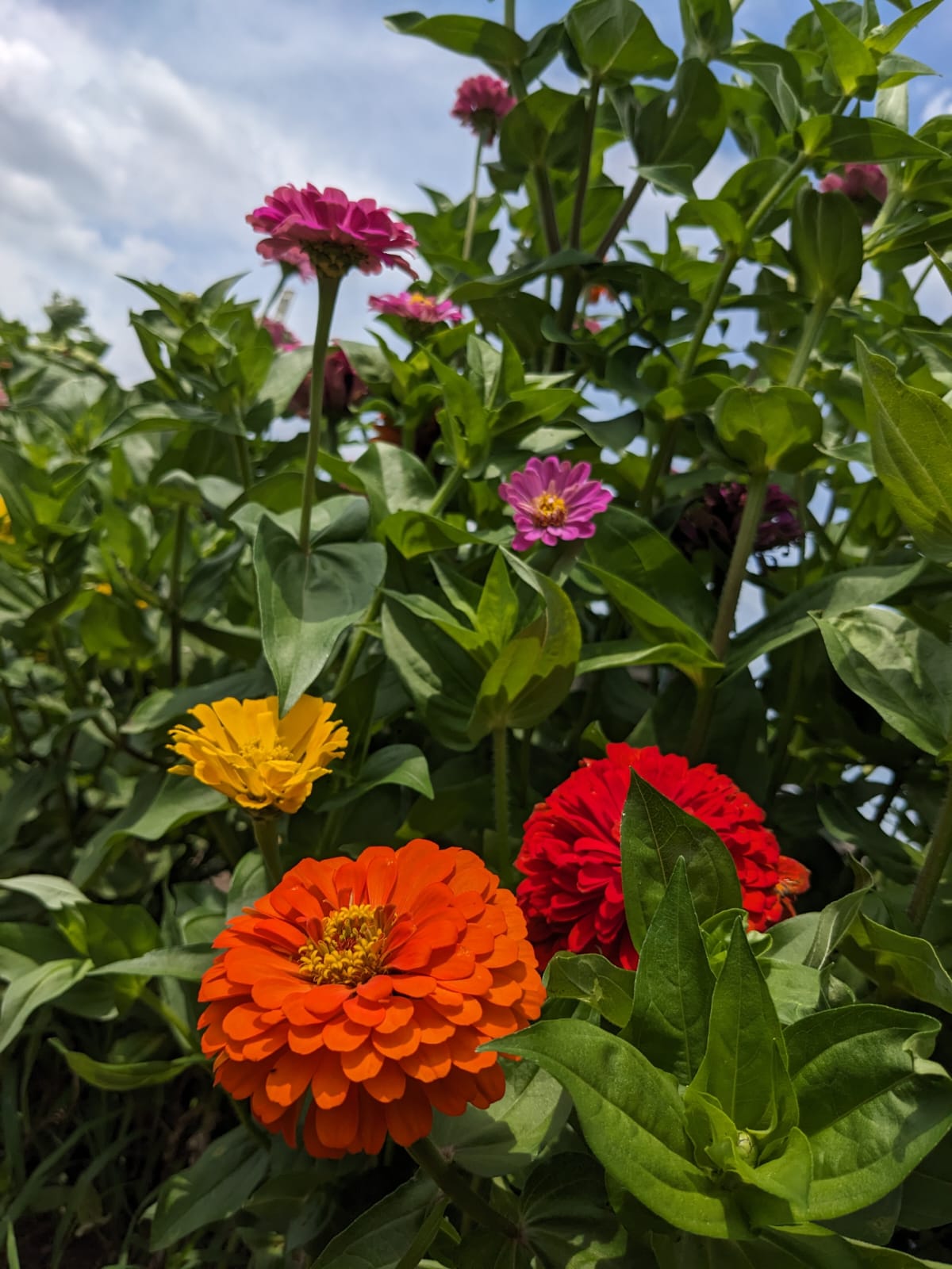 Flowers in the Garden